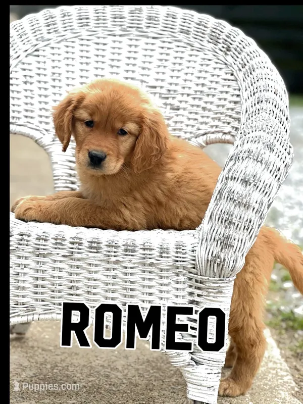 Romeo AKC – Golden Retriever puppy for sale in Holmesville, OH
