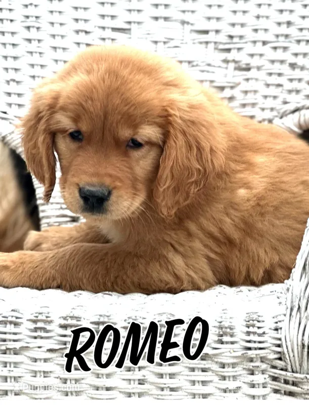 Romeo AKC – Golden Retriever puppy for sale in Holmesville, OH