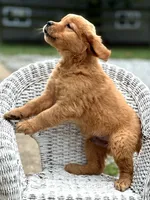 Romeo AKC, a male Golden Retriever for sale in Holmesville, OH – Photo 4 of 7