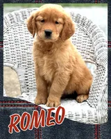 Romeo AKC, a male Golden Retriever for sale in Holmesville, OH – Photo 2 of 7