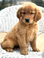 Romeo AKC, a male Golden Retriever for sale in Holmesville, OH – Photo 3 of 7