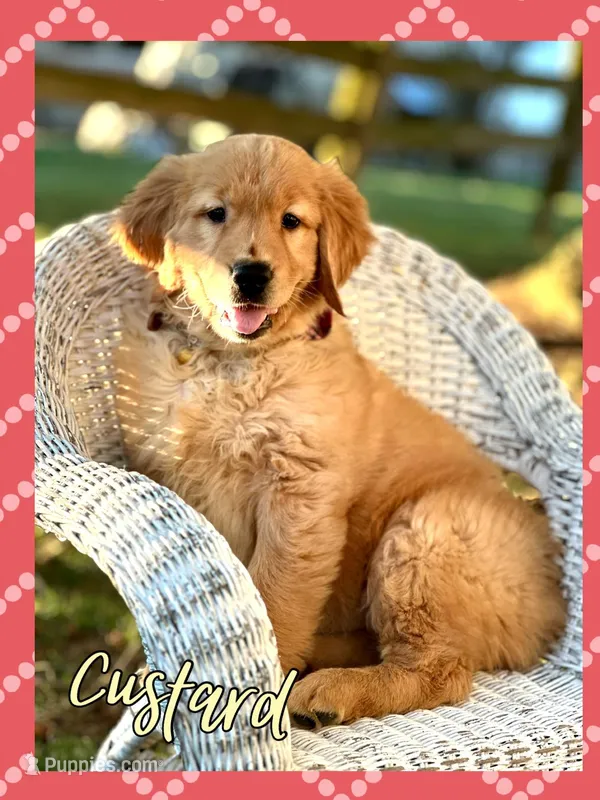 Custard – Golden Retriever puppy for sale in Holmesville, OH