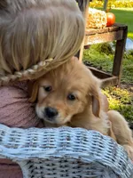 Aspen, a female Golden Retriever for sale in Holmesville, OH – 10 of 10