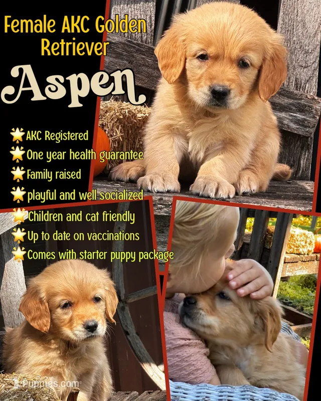 Aspen – Golden Retriever puppy for sale in Holmesville, OH