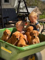Latte, a male Golden Retriever for sale in Holmesville, OH – 5 of 6