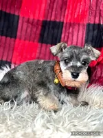 River, a male Miniature Schnauzer for sale in Holmesville, OH – Photo 2 of 3