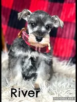 River, a male Miniature Schnauzer for sale in Holmesville, OH – Photo 1 of 3
