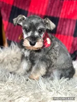 River, a male Miniature Schnauzer for sale in Holmesville, OH – Photo 3 of 3