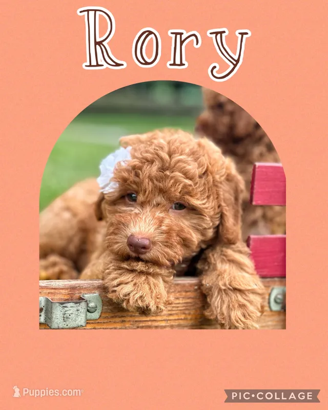 Rory F1B – Miniature Goldendoodle puppy for sale in Holmesville, OH