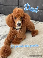 Flynn, a male Miniature Goldendoodle for sale in Holmesville, OH – 8 of 8