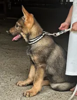 Bridget AKC, a female German Shepherd Dog for sale in Holmesville, OH – 9 of 9