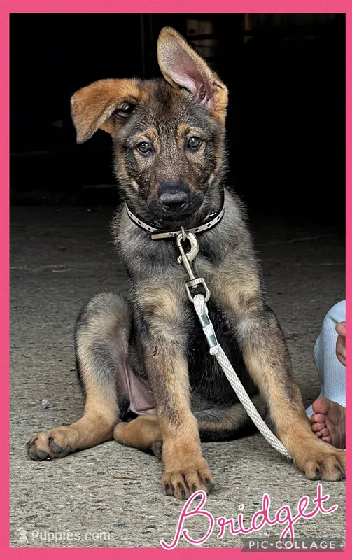 Bridget AKC – German Shepherd Dog puppy for sale in Holmesville, OH