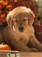 Latte, a male Golden Retriever for sale in Holmesville, OH – 3 of 6