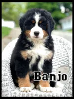 Banjo AKC, a male Bernese Mountain Dog for sale in Holmesville, OH – 2 of 6