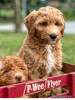Redmond F1B, a male Miniature Goldendoodle for sale in Holmesville, OH – 4 of 7