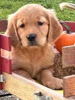 Goldenrod, a female Golden Retriever for sale in Holmesville, OH – 3 of 6