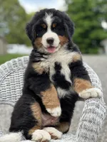 Banjo AKC, a male Bernese Mountain Dog for sale in Holmesville, OH – 4 of 6