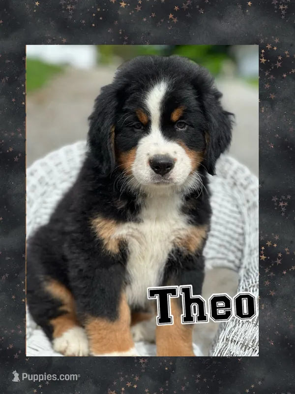 Theo AKC – Bernese Mountain Dog puppy for sale in Holmesville, OH