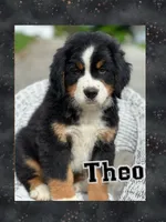 Theo AKC, a male Bernese Mountain Dog for sale in Holmesville, OH – 1 of 4