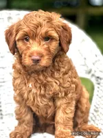 Rowan F1B, a male Miniature Goldendoodle for sale in Holmesville, OH – 5 of 7