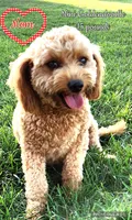 Flynn, a male Miniature Goldendoodle for sale in Holmesville, OH – 6 of 8
