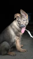Bridget AKC, a female German Shepherd Dog for sale in Holmesville, OH – 5 of 9