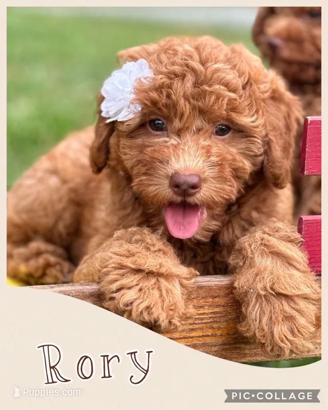Rory F1B – Miniature Goldendoodle puppy for sale in Holmesville, OH