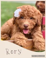 Rory F1B, a female Miniature Goldendoodle for sale in Holmesville, OH – 3 of 6