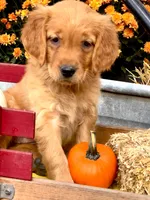Sunset, a female Golden Retriever for sale in Holmesville, OH – 2 of 6