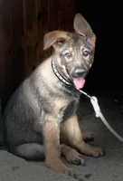 Bridget AKC, a female German Shepherd Dog for sale in Holmesville, OH – 8 of 9