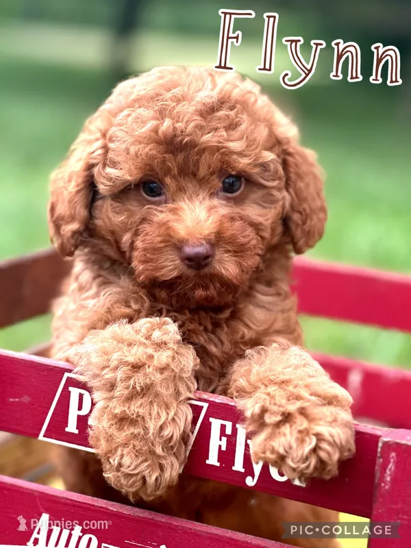 Flynn – Miniature Goldendoodle puppy for sale in Holmesville, OH