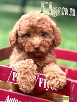 Flynn F1B, a male Miniature Goldendoodle for sale in Holmesville, OH – 3 of 5