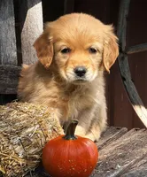 Aspen, a female Golden Retriever for sale in Holmesville, OH – 2 of 10