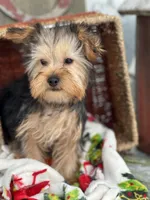 Winston, a male Yorkshire Terrier for sale in Holmesville, OH – Photo 3 of 6