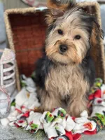 Winston, a male Yorkshire Terrier for sale in Holmesville, OH – Photo 6 of 6