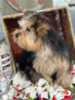 Winston, a male Yorkshire Terrier for sale in Holmesville, OH – Photo 4 of 6