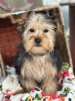 Winston, a male Yorkshire Terrier for sale in Holmesville, OH – Photo 2 of 6