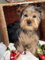 Winston, a male Yorkshire Terrier for sale in Holmesville, OH – Photo 5 of 6
