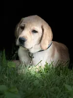 Zoey ACA, a female Labrador Retriever for sale in Holmesville, OH – 6 of 6