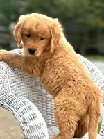 Flint AKC, a male Golden Retriever for sale in Holmesville, OH – Photo 4 of 5