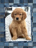 Flint AKC, a male Golden Retriever for sale in Holmesville, OH – Photo 1 of 5