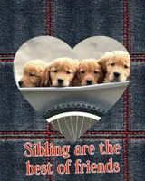 Flint AKC, a male Golden Retriever for sale in Holmesville, OH – Photo 5 of 5