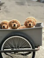 Flint AKC, a male Golden Retriever for sale in Holmesville, OH – Photo 3 of 5