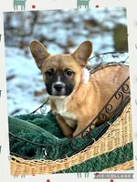 Holly, a female French Bulldog and Pembroke Welsh Corgi for sale in Holmesville, OH – Photo 3 of 3