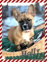 Holly, a female French Bulldog and Pembroke Welsh Corgi for sale in Holmesville, OH – Photo 1 of 3