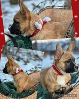 Holly, a female French Bulldog and Pembroke Welsh Corgi for sale in Holmesville, OH – Photo 2 of 3