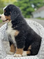 Banjo AKC, a male Bernese Mountain Dog for sale in Holmesville, OH – 5 of 6