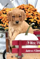 Sunset, a female Golden Retriever for sale in Holmesville, OH – 3 of 6