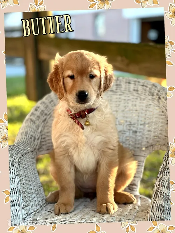 Butter – Golden Retriever puppy for sale in Holmesville, OH