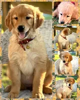 Butter, a female Golden Retriever for sale in Holmesville, OH – Photo 3 of 3